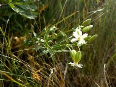Silene procumbens