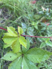 Parthenocissus quinquefolia