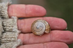 Helminthoglypta stiversiana