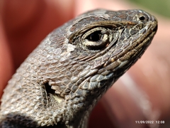 Sceloporus bicanthalis