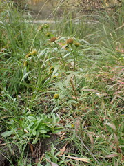 Bidens radiata