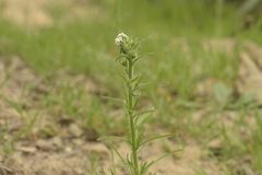 Cryptantha linearis