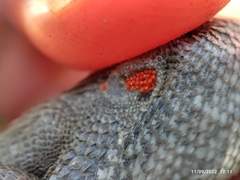 Sceloporus bicanthalis