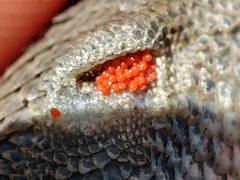 Sceloporus bicanthalis