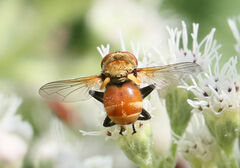 Gymnoclytia