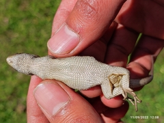 Sceloporus bicanthalis