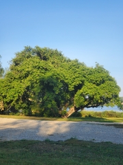 Acer negundo