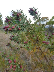 Leucadendron macowanii