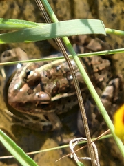 Lithobates berlandieri