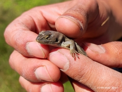 Sceloporus bicanthalis