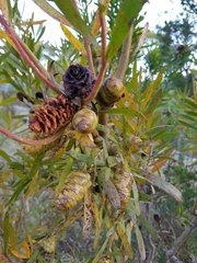 Leucadendron macowanii