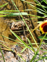 Lithobates berlandieri