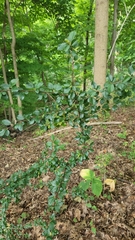 Cotoneaster divaricatus