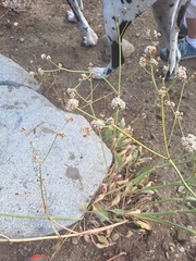 Eriogonum nudum