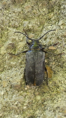 Prionus coriarius