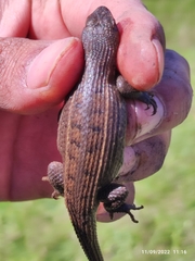 Sceloporus bicanthalis