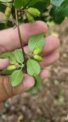 Cotoneaster divaricatus