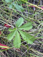 Potentilla simplex