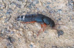 Platydracus fulvipes