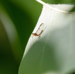 Leucrocuta umbratica