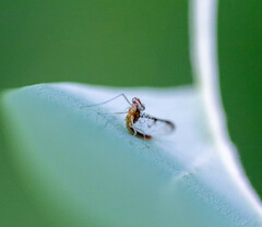 Leucrocuta umbratica