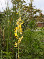 Crotalaria