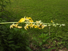 Crotalaria