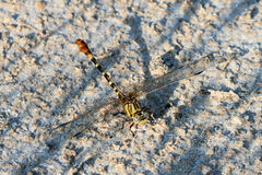 Erpetogomphus designatus