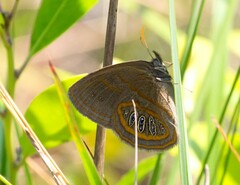 Neonympha areolatus