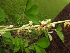 Crotalaria