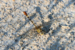 Erpetogomphus designatus