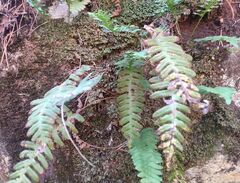 Polypodium vulgare