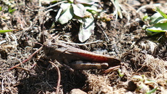 Psophus stridulus