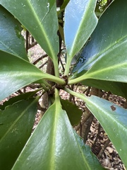 Corynocarpus laevigatus