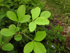 Crotalaria