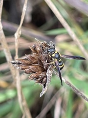 Parancistrocerus perennis