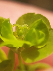 Euphorbia stricta