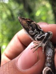Anolis tropidonotus