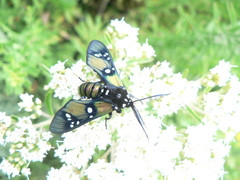 Chrysocale