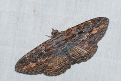 Anisoneura salebrosa