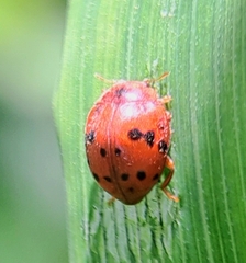 Subcoccinella vigintiquatuorpunctata
