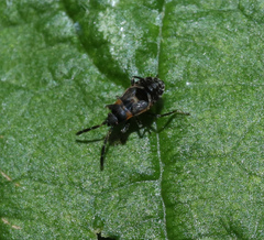 Scolopostethus