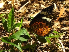 Argynnis hyperbius