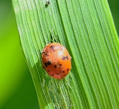 Subcoccinella vigintiquatuorpunctata