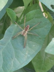 Dolomedes fimbriatus