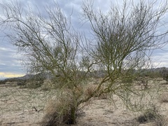 Parkinsonia