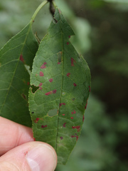 Pucciniastrum areolatum