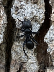 Cephalotes atratus