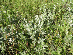 Salix lapponum