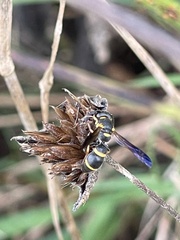 Parancistrocerus perennis